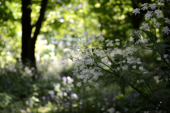 Cow Parsley © Bryony Whistlecraft | MooredgeintheMist.com