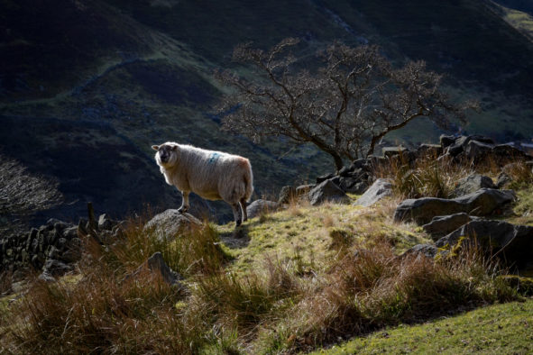 Sheep, Yorkshire Pennine moorland © Bryony Whistlecraft | MooredgeintheMist.com