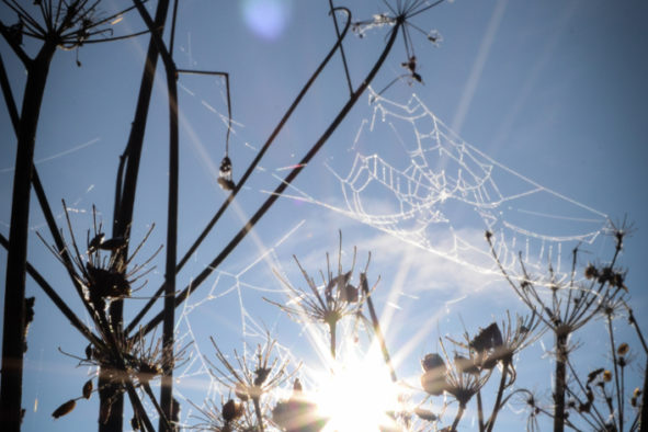 Cow Parsley and Cobwebs © Bryony Whistlecraft | MooredgeintheMist.com