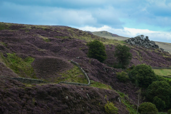 Heather, late summer, view to Orchan Stones, Todmorden (Calderdale, Yorkshire) © Bryony Whistlecraft | MooredgeintheMist.com