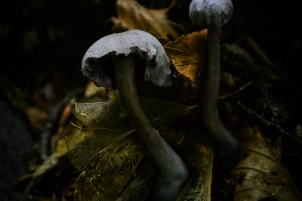 Mushrooms and Sycamore Seeds © Bryony Whistlecraft | MooredgeintheMist.com