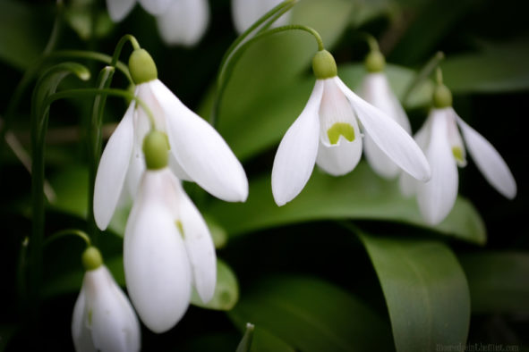 Candlemas, Snowdrops © Bryony Whistlecraft | MooredgeintheMist.com
