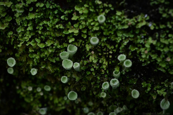 The Woods in Winter: Moss and Lichen, Pixie Cups © Bryony Whistlecraft | MooredgeintheMist.com