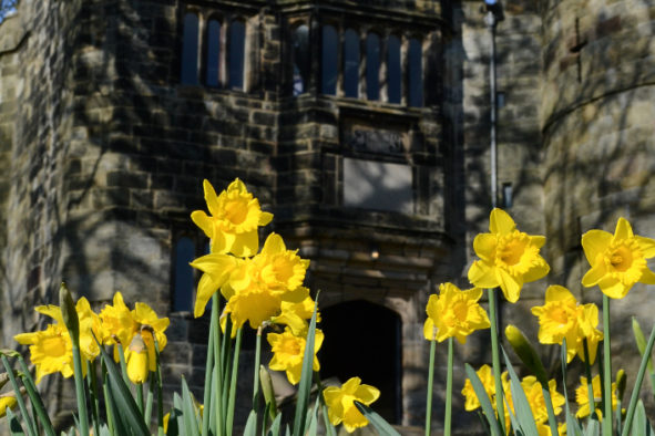 Spring Equinox, Skipton Castle Daffodils © Bryony Whistlecraft | MooredgeintheMist.com