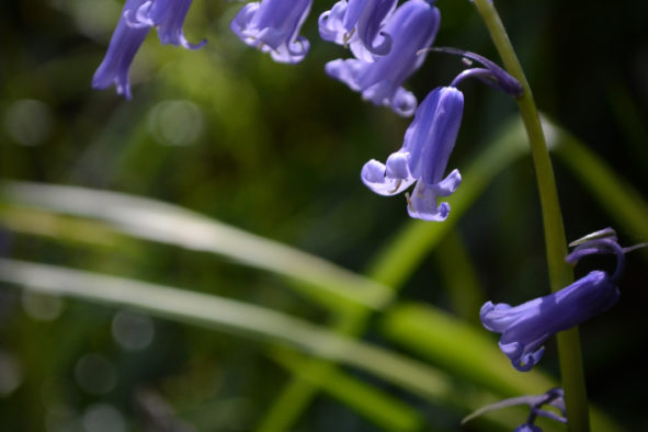 May Day Bluebells © Bryony Whistlecraft | MooredgeintheMist.com